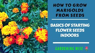 How to grow Marigolds from seeds  Growing Marigolds Part 1 [upl. by Anilemrac]