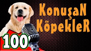 Komik Köpek Videoları  Konuşan Köpekler ve Kediler 100 [upl. by Euqitsym]