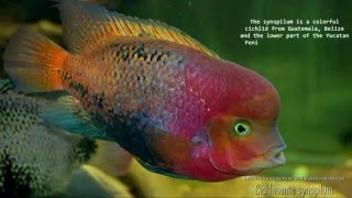 Cichlasoma synspilum redhead cichlid цихлазома радужная [upl. by Aidekal321]