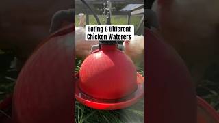 And the winner is…🏆 ​⁠chickens raisingchickens homesteading homesteadinglife layinghens [upl. by Dannie814]