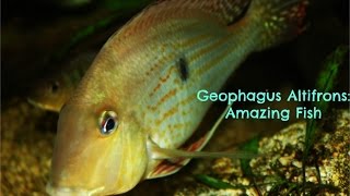 Geophagus Altifrons Amazing fish [upl. by Paucker]