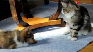 Shetland sheepdog puppy plays with a young maine coon [upl. by Llennod]