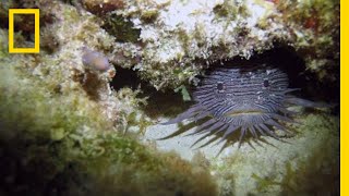 Grumpy Toadfish Sing Strange Love Songs  National Geographic [upl. by Kcirednek]