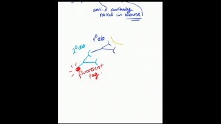 What is Immunostaining in English [upl. by Mayram]