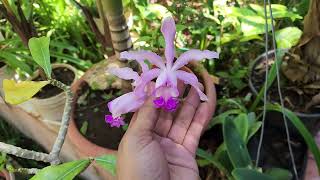 Orquídea Myrmecophila Tibicinis x Cattleya Forbesii [upl. by Kienan781]