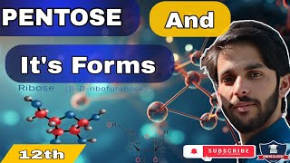 PENTOSES  structure of Ribose and Ribulose  biomolecule biology ribose [upl. by Yanrahs]