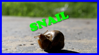 SNAIL Movie Animal Video for Kids [upl. by Sugden]