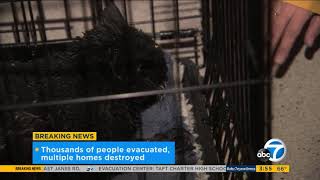 Woolsey Fire Reporter helps burned cat get emergency care  ABC7 [upl. by Syhr]