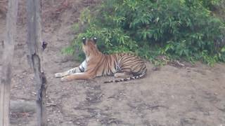 Live Tiger hunting a deer in Pench Wildlife Sanctuary India [upl. by Aseret]