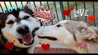 Malamute Meets Luna A HuskyWolf Cross [upl. by Ecinahc48]