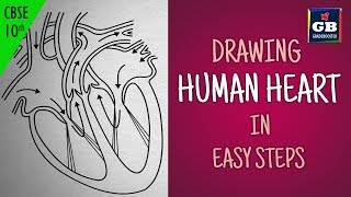 Easy way to draw human heart Life processes  NCERT class 10  biology  science CBSE syllabus [upl. by Brinn]