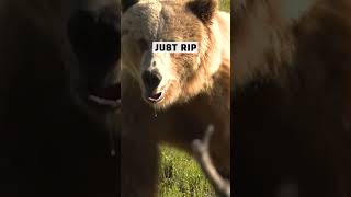 Close Encounter The Intense Reality of an Archery Grizzly Hunt Gone Wrong [upl. by Carmelita]