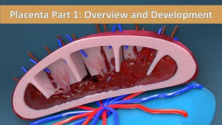 Placenta Part 1 Overview and Development of Placenta [upl. by Serles]