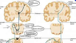 Vie somatosensitive via colonne dorsalileminisco mediale e tratto spinotalamico [upl. by Ettegroeg]