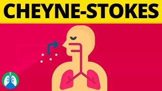 CheyneStokes Breathing Medical Definition  Quick Explainer Video [upl. by Alyekahs]