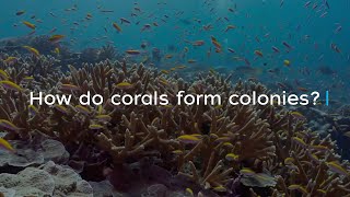 How do corals form colonies [upl. by Adlesirc96]