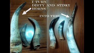 How to Clean Dirty and Stinky Cow Horns  Tutorial  InkArt [upl. by Lyman414]