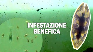 La più gradita INFESTAZIONE in ACQUARIO [upl. by Auqinu]