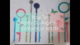 How to stratify Darlingtonia californica seeds [upl. by Hasseman]