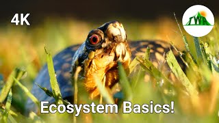 Ecosystems Episode 1 What is an ecosystem [upl. by Lavona]