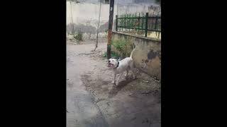 Dogo Argentino attack stranger on Owner command [upl. by Vallonia976]