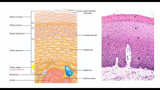 thick and thin skin  skin 1 epidermis and dermis [upl. by Ladin]