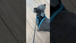 Overcoming Pipers Leash Biting Challenge [upl. by Nichole774]