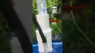 Cherry Barb breeding project long fin eggcollector [upl. by Ingham]