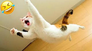 New Funny Animals 🤣 Funniest Cats and Dogs Videos 😻🐶 Part 9 [upl. by Akceber]