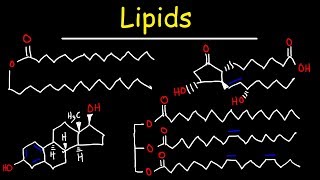 Lipids  Fatty Acids Triglycerides Phospholipids Terpenes Waxes Eicosanoids [upl. by Dorolisa]