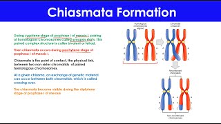 Genetic Recombination During Meiosis  Hetroduplex  Chiasma  Holliday Structure [upl. by Koval]