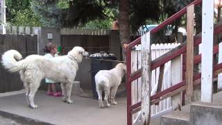 A három házörző Hungary Pentelei Molnár Kuvasz Kennel [upl. by Eelyam]