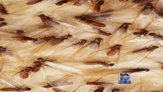 Termites swarm Experts say normal this time of year [upl. by Palmira]