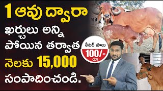 Gir Cow Farming in Tamil  How to Start Gir Cow Farming  Gir Cow Milk Per Day  Gir Cow Benefits [upl. by Giraldo195]