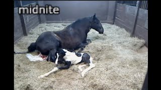 Midnite foaling 2022 [upl. by Amanda]