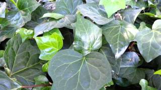 Algerian Ivy  Hedera canariensis  Madeira Ivy ground cover HD 02 [upl. by Jordanna]