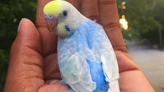 Budgie Breeding Results [upl. by Erick391]