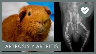 🦴 ARTROSIS Y ARTRITIS EN COBAYAS 🐹 Qué son causas síntomas prevención [upl. by Acsicnarf833]