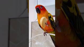 🥰birds aves aratinga parrot sunconure [upl. by Acillegna94]