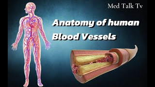 Anatomy of Blood Vessels of human bodyeducation science viralvideo [upl. by Ynoep210]