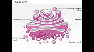 جدييد Appareil de Golgi structure [upl. by Hcelemile802]