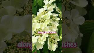 Viburnum Mariesii is the Perfect Elegant Option in Any Garden Style [upl. by Nagem644]