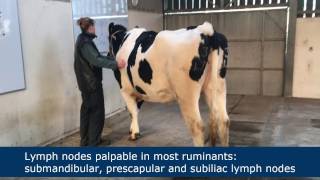 Lymph node palpation in ruminants [upl. by Aicina]