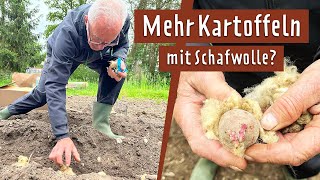 Kartoffeln anbauen  Sorten und Pflegetipps  MDR Garten [upl. by Annaerda104]