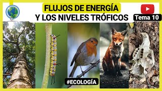 🌄​ Flujo de energía y los niveles tróficos  ecología 🍃 [upl. by Ylsew]