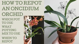 How to repot an Oncidium orchid [upl. by Amyas307]