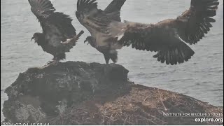 West End  Koa Treasure amp Sterling On Historic Nest 🐥 Musical Nests For Juvies Harbor Seal 7424 [upl. by Katey]