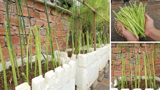 How to grow asparagus at home quickly for harvest [upl. by Anohr]