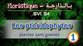 2 Les ptéridophytes 1  Floristique بالدارجة Svi s4 [upl. by Bride]