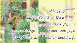 Jand k darakht ki pehchan in Urdu Shami Tree in Urdu Jhund tree Prosopis cineraria [upl. by Baumbaugh]